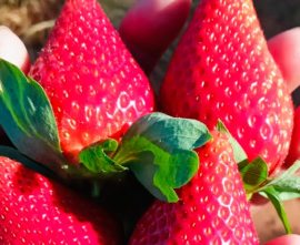 Fragole